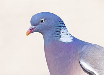 Kuş Güvenlik Filesi